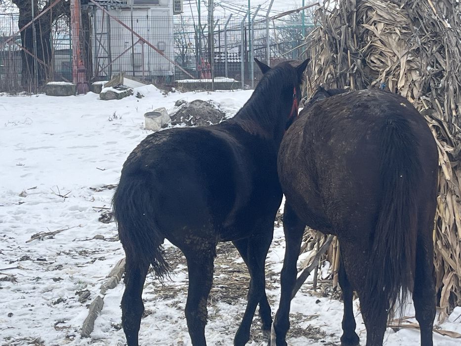 Vand carlana de 9 luni