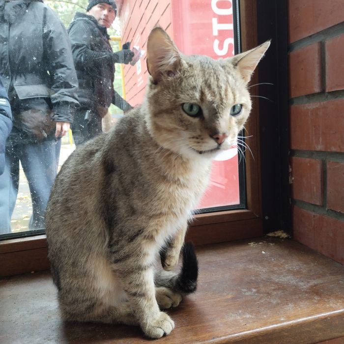 Кот несчастный в добрые руки