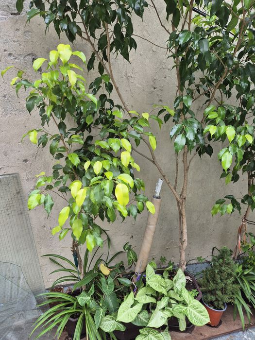 Домашни стани растения, Бенджамин шарени и зелени