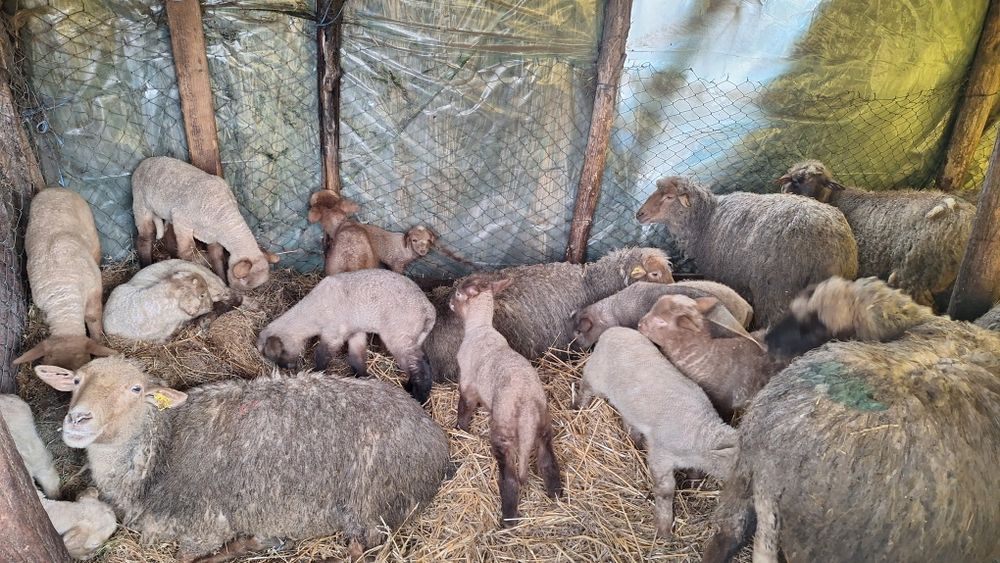 Vand 50 oii rugini tinere