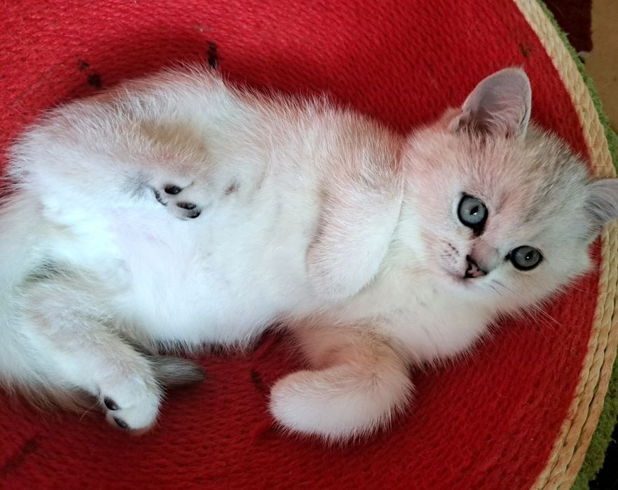 Шотландско котенце