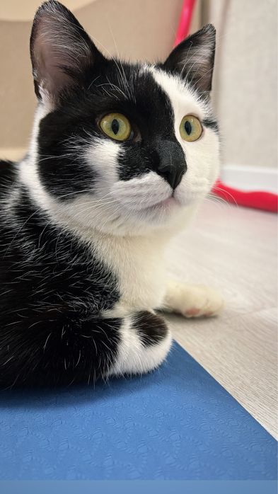 Молодой котик в хорошие ответственные руки