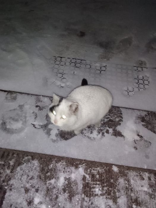 Отдам даром кота, срочно