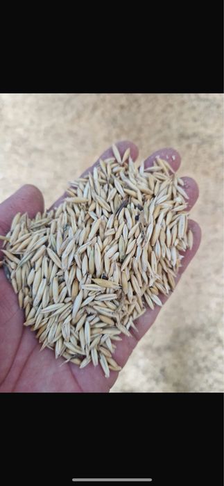 Продам ячмень в г Астана
