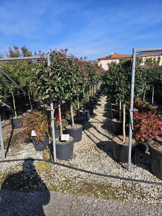 Plante pentru Gradina si Spatii Verzi