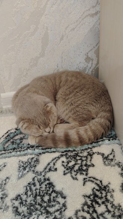 Scottish Fold O'g'il bola