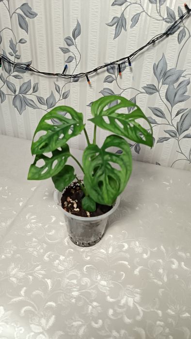 Монстера Манки продажа