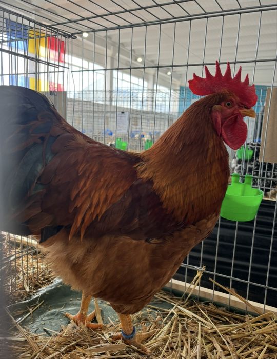 New hampshire pasari