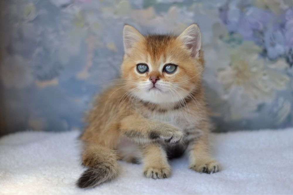 British shorthair - Femela