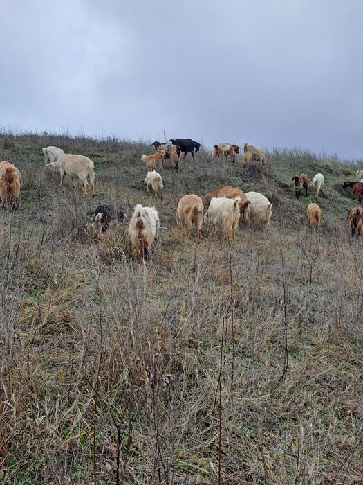 Vând capre gestante.