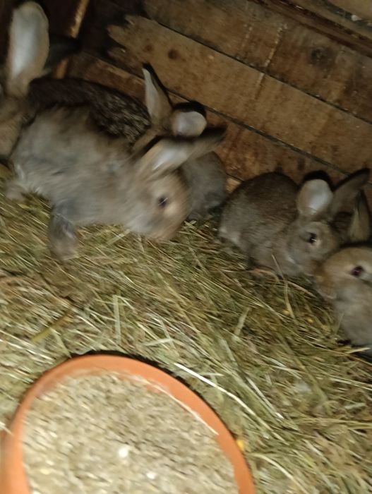 Iepuraș de vânzare