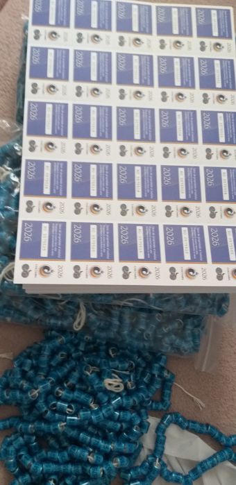 Inele și clipsùri porumbei!