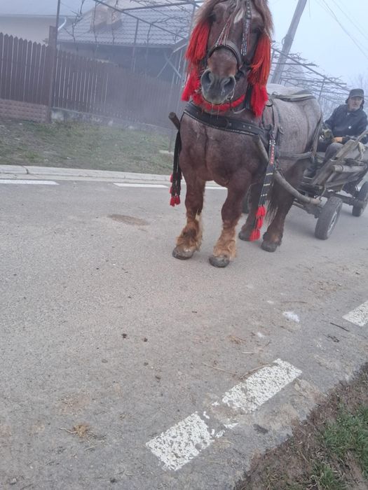 Vând armăsar deres