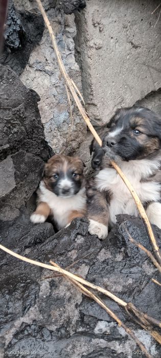 Отдам крепышов.Бесплатно.