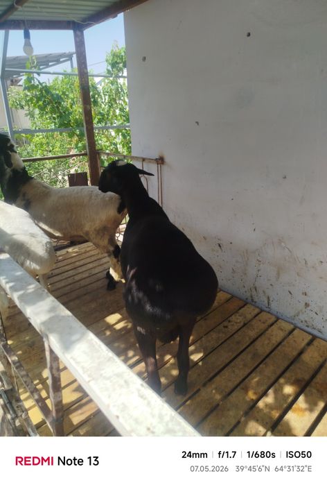 Quchqorlar sotiladi