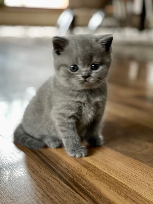 Британские котята