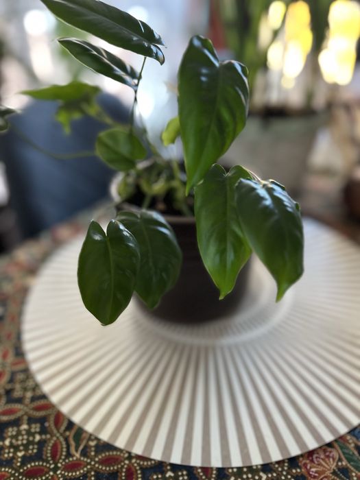 Филодендрон Бурле Маркс