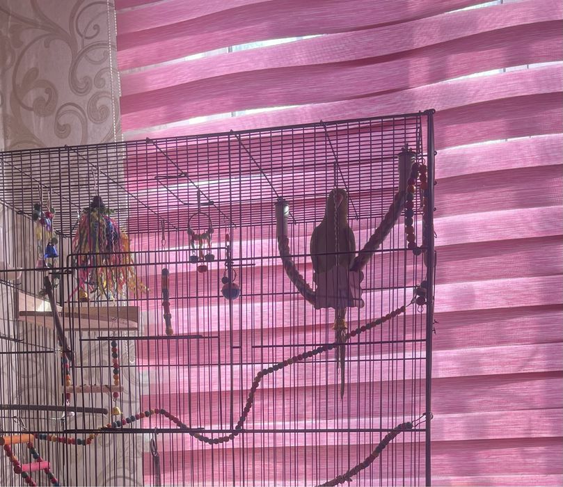 Продам попугая ожереловый самец