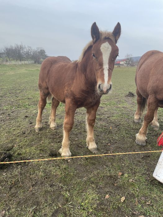 Disponibila iapa de 7ani cu manz de 4luni