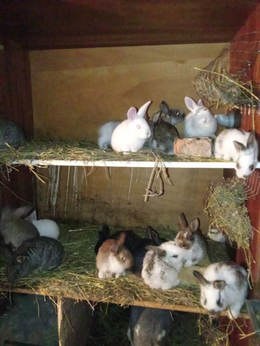 Продам крольчат 1 месяц