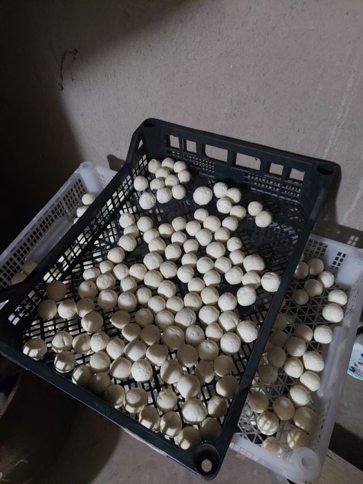 Домашний курт козьий