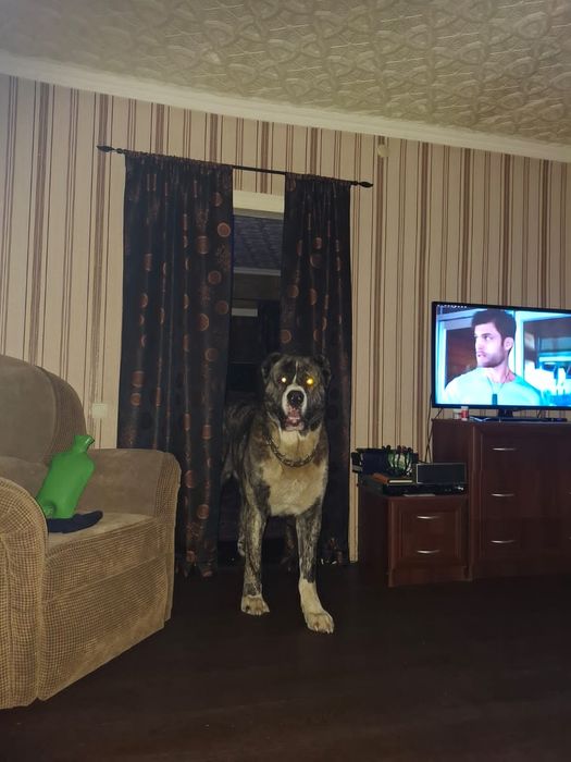 Алабай кабель только для вязки.