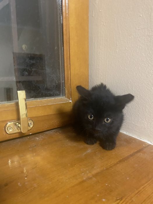 Ищкт дом котята мальчики и девочки