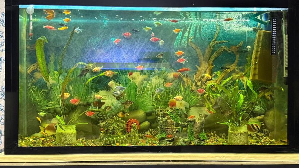 Телескоп балықтары