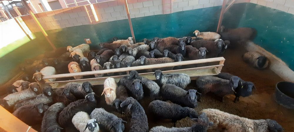 Кой токты тусак кошкар сатылады