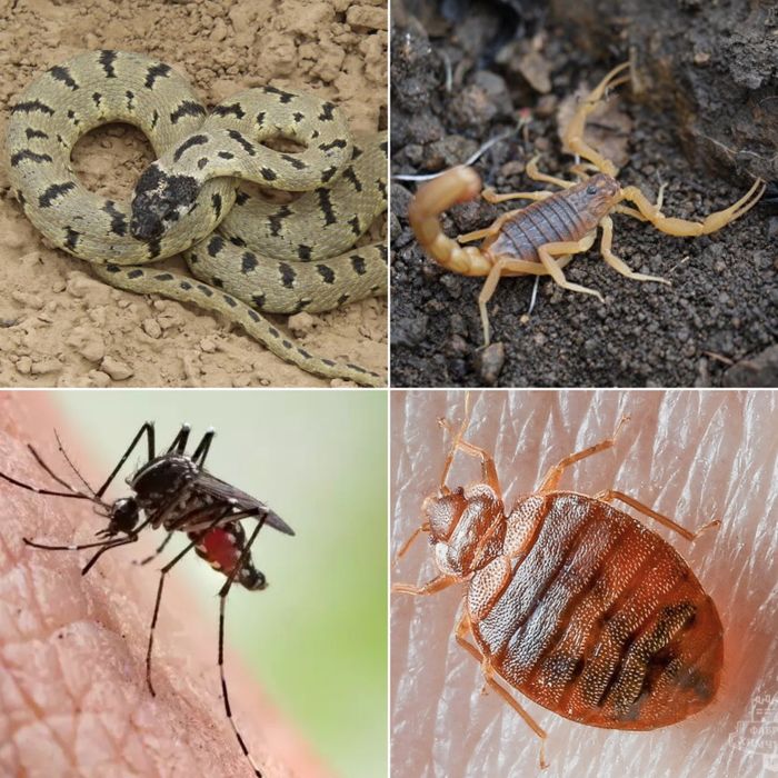 Дезинфексия дезинфции Dezinfeksiya xizmati dezinfeksiya dizinfeksiya