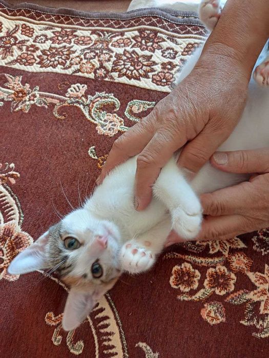 отдам котят в добрые руки