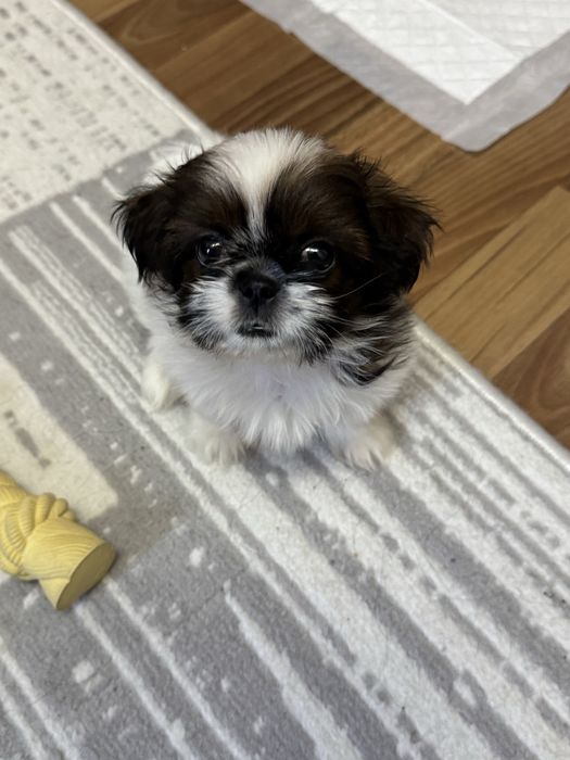 Продается щенок Шит-цу, девочка