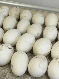 Продается гусинные яйца для инкубаций