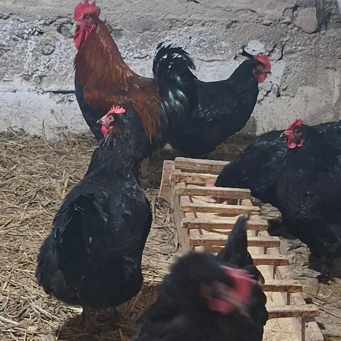 Gaini Marans familie