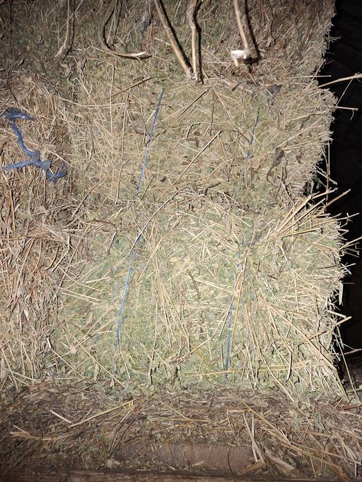 Porumb Grîu,Baloți lucerna de vînzare