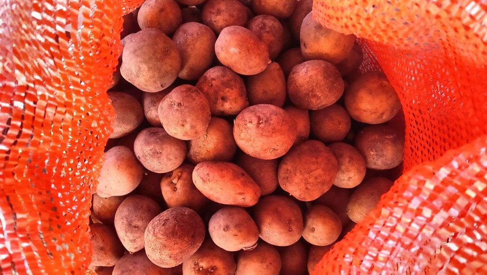 Картофель домашний