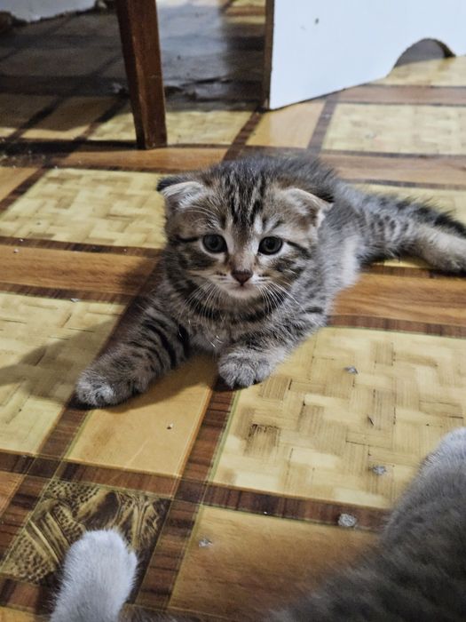 Котята  от Британской вислоухой