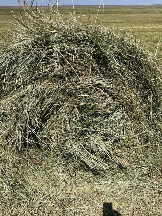 продам сено рулонное