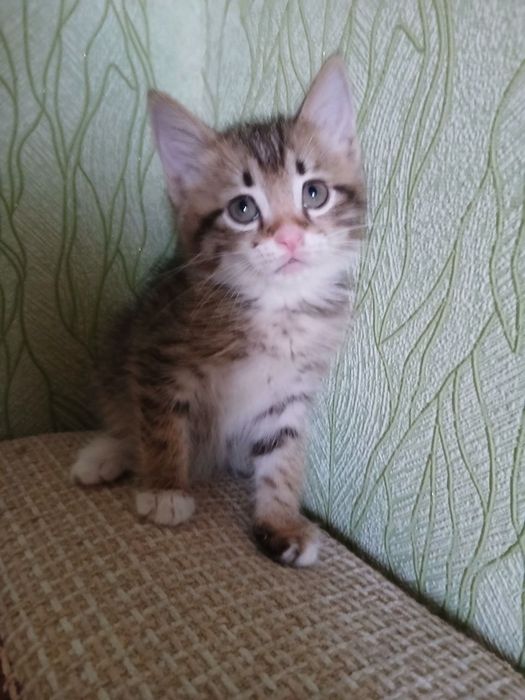 Котёнок 2 месяца