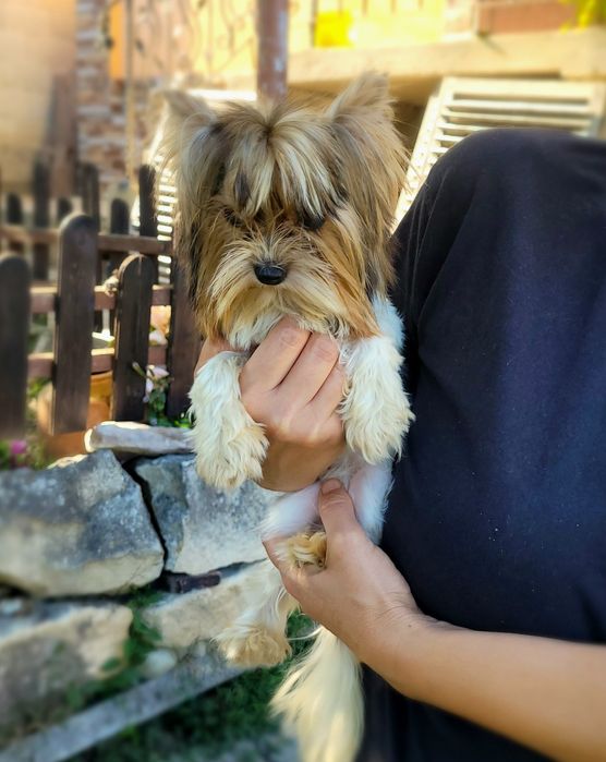 Бивер Йоркширски териер-бивър