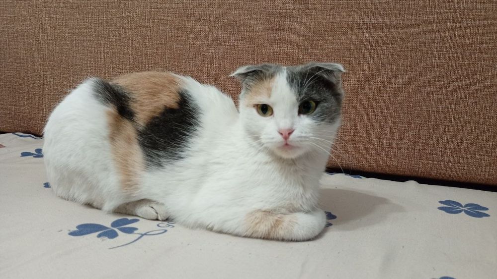Продам кошечку британскую вислоухую