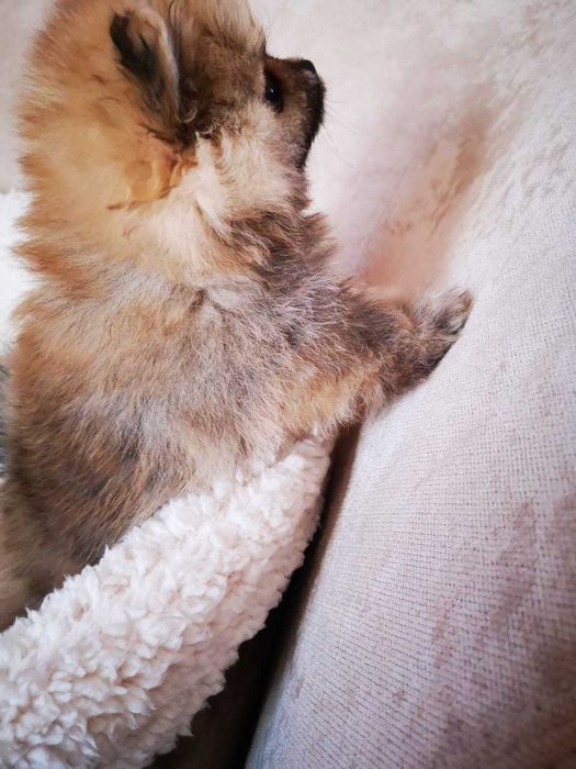 Выставочные щенки шпица