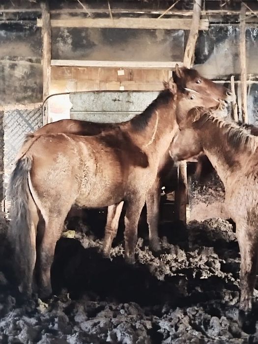 Жылқы семіз сатылады