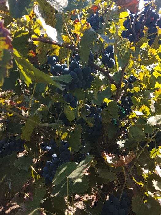 Vând struguri zaibăr