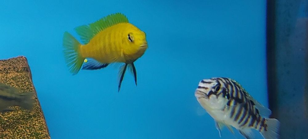 Рибки Африкански цихлиди