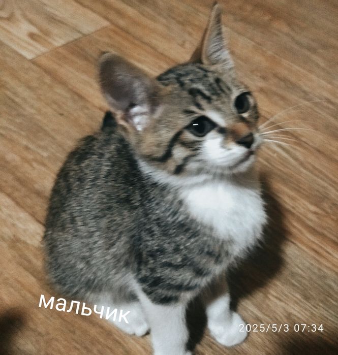 Отдаю в добрые руки