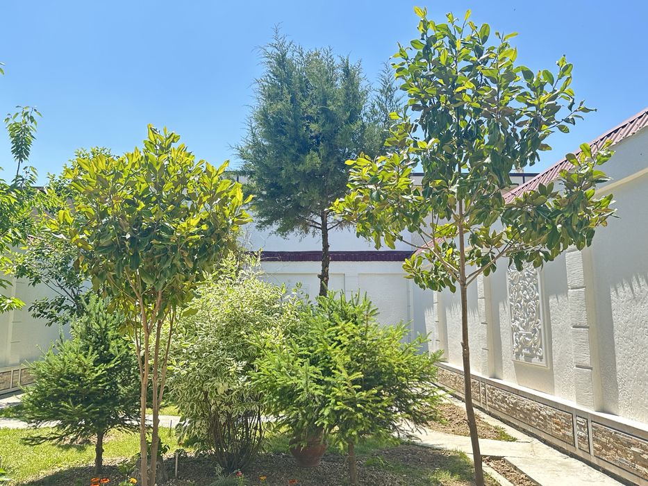 2ta Mangoliya sotiladi