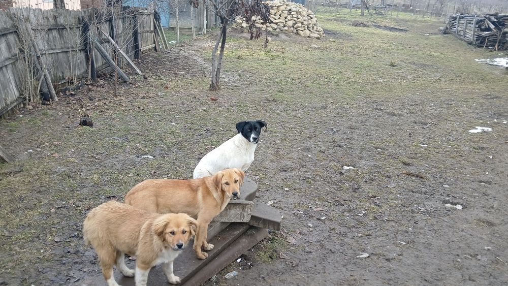 Donez 3  caini , talie mare, jud VN