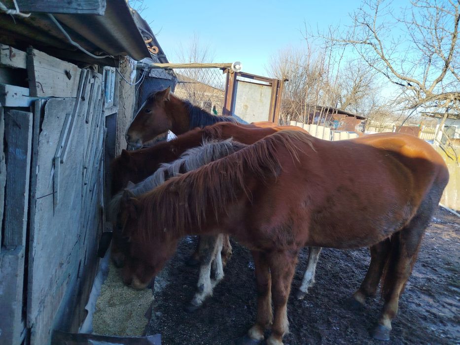 4 бас жылқы сатылады , ұрғашы