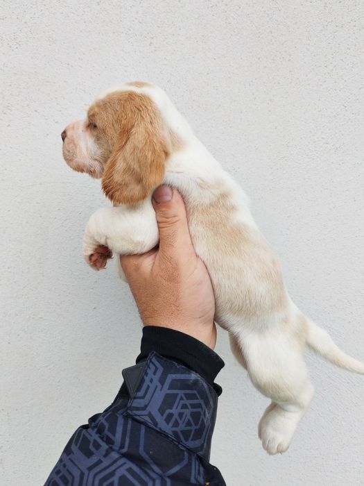 Fetița beagle bicolor culoare deosebita